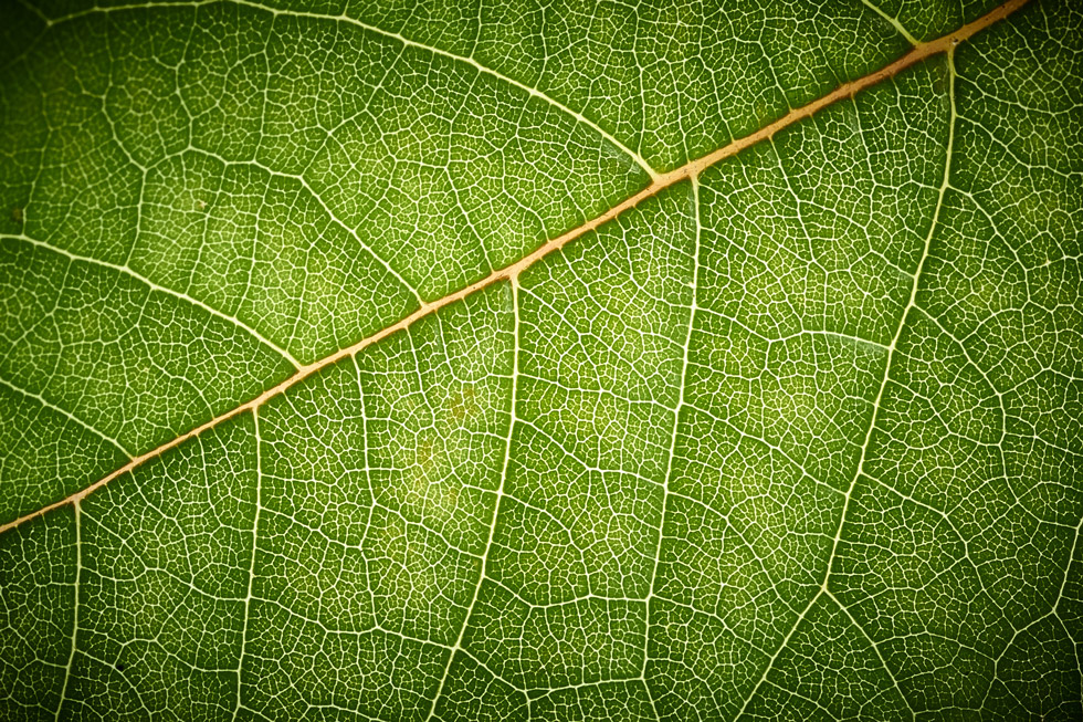 Detailaufnahme der Adern eines grünen Blattes.