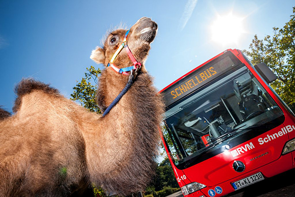 Kamel steht vor Bus von RVM